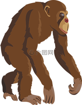 黑猩猩,動(dòng)物,猴子
