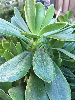 霜,多肉植物,冬天