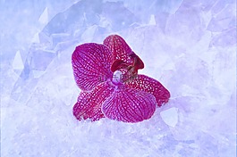 蘭花,開花,花