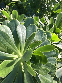 霜,冬天,多肉植物