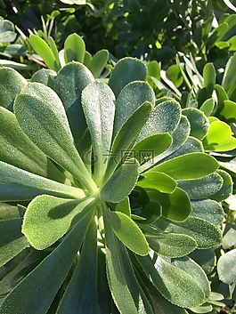 霜,冬天,多肉植物