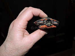 龜,手,動(dòng)物