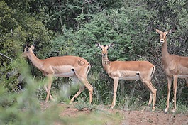 紅色巴克,動物,環(huán)境