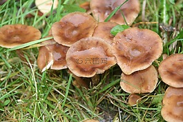 蘑菇,自然,濕