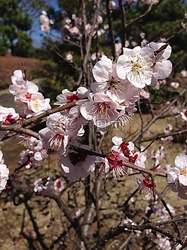 梅花,鲜花