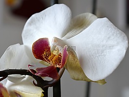兰花,orchideenblüte,开花