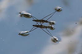 自然,水,甲蟲，昆蟲