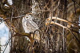 貓頭鷹,自然,野生動(dòng)物