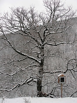 樹,冬天,雪