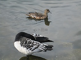 branta leucopsis,藤壺鵝,艾奈斯佩內洛普