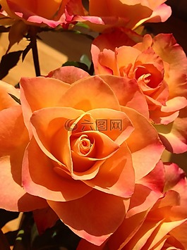玫瑰,花,粉紅色