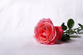 天性,玫瑰,愛