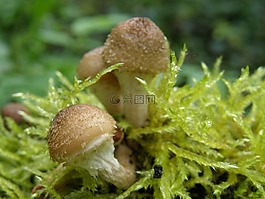 蘑菇,苔,森林
