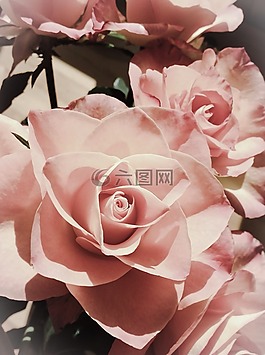 粉紅色,玫瑰,花