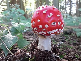 飛木耳,森林,紅色