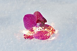 兰花,开花,雪