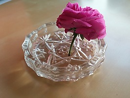 花,煙灰缸,生態(tài)