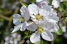 春天開花,蘋果樹開花,果樹