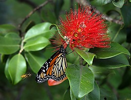 帝王蝶,danaus plexippus,黄蜂