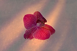蘭花,開花,關閉