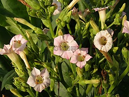 作物,全,開花