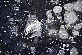 水,凍結的,冰
