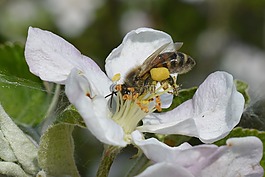 蜜蜂,pollensaeckchen,开花
