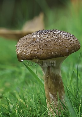 蘑菇,真菌,毒菌
