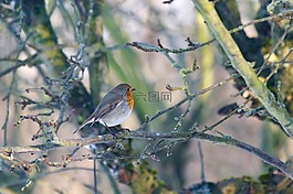 知更鳥,鳥,自然