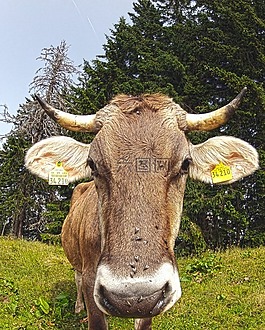 牛,奶牛,牛肉