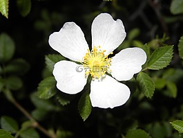 花,白,黃色