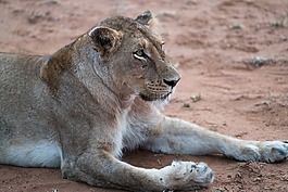 獅子,動物,動物園