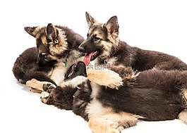 puppys,包,动物