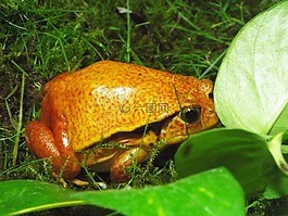 青蛙,動(dòng)物園,兩棲類(lèi)