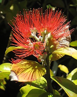 springfire,花,盛開