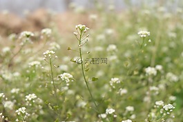 春季,寧?kù)o,野花