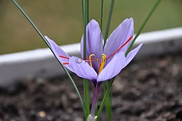 藏紅花,花卉,紫