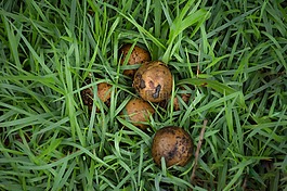 草坪,性質(zhì),夏天