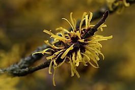 自然,花,特寫
