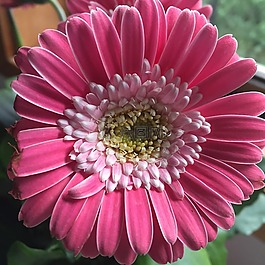 花,植物區(qū)系,自然