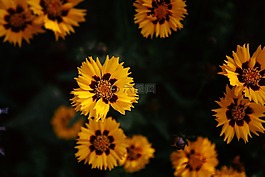 黃色,花瓣,花