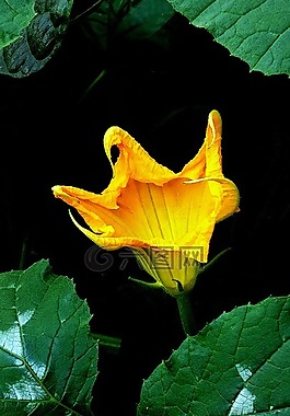 葫蘆,花,黃色