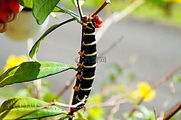 昆蟲,性質(zhì),葉子