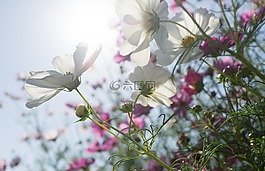 宇宙,秋季,鮮花
