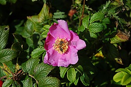玫瑰,野生玫瑰,花