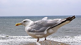 海鷗,海,北海
