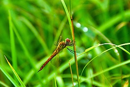 蜻蜓,甲蟲(chóng)，昆蟲(chóng),昆蟲(chóng)