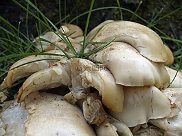 野生,白,蘑菇