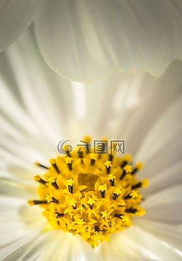 宇宙,秋季,鮮花
