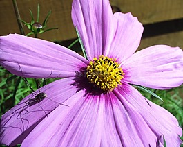蜘蛛,紫色,花